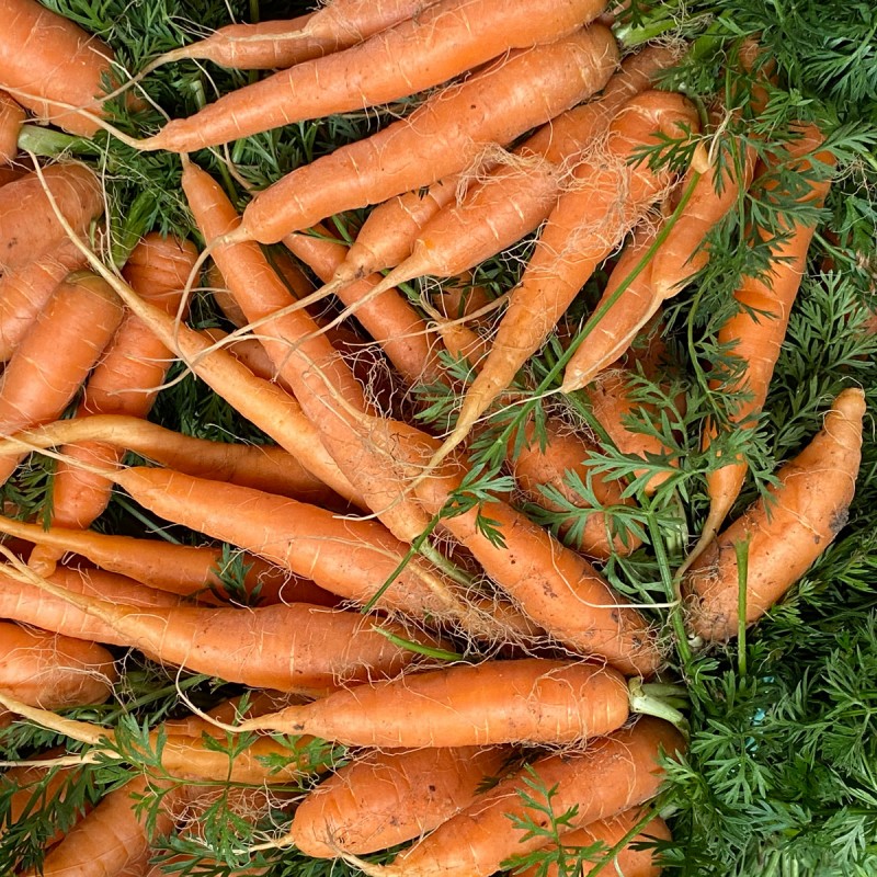 Les aventures potagères de Lou Blancpoil, tome 4 : Les carottes